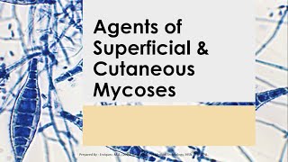 Basic Medical Mycology 02  SUPERFICIAL amp CUTANEOUS MYCOSES Mahon 7th ed [upl. by Assennev659]