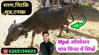 MPD सिखें पांच मिनट में✌️mpd karne ka aasan tarika  mpd in cattle  पशुओं में सरण रोग का इलाज [upl. by Adnael]