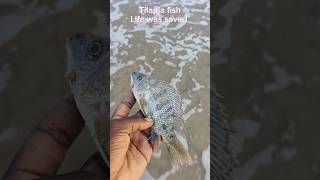 Rescue mission completed arcade ytshorts trending fish respect viralvideo [upl. by Aniuqahs]