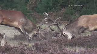 Burlende herten  bronsttijd 2017 Nat Park Hoge Veluwe [upl. by Vicki704]