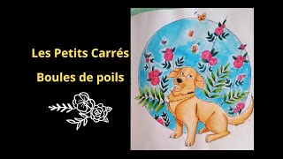 Diane Dufour  Les Petits Carrés Boules de poils Golden Retriever [upl. by Dehnel]