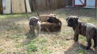 Presa Canario Puppies [upl. by Somerville105]