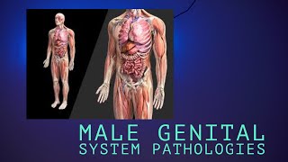 CRYPTORCHIDISM and TESTICULAR ATROPHY first lecture of male genital system pathology [upl. by Haig]