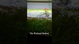 25 Litre Walstad Method Ecosystem Aquarium walstad fatherfishmethod ecosystemaquarium [upl. by Krys]