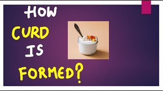 How Curd is Formed  Lactic Acid Fermentation  Sunil Sir  English [upl. by Aloisia]