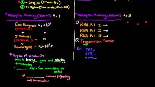 Prokaryotic and eukaryotic cell  Differences and Similarities  Video 16 [upl. by Nalat]