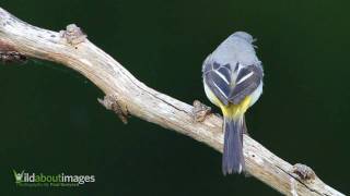 Grey Wagtail [upl. by Namara551]