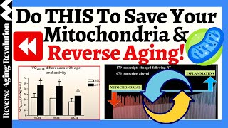 Do THIS To SAVE Your Mitochondria amp REVERSE Aging  What Are The Researches Show [upl. by Irap]