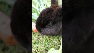 Kleines Kaninchen mit Karotte als Nahrung garten tiere niedlich [upl. by Uile]