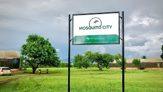 Welcome to Mosquito City [upl. by Aniar]