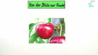 Von der Blüte zur Frucht  am Beispiel Kirsche  Biologie  Botanik [upl. by Forlini]