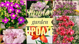 Sunday Garden Update  FloweringFruit amp Vegetable Plants Update [upl. by Bogusz]