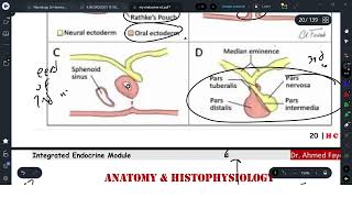 L25 pituitary embryology amp tumors [upl. by Syd946]