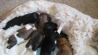 Havanese puppies 10 days old [upl. by Beacham210]