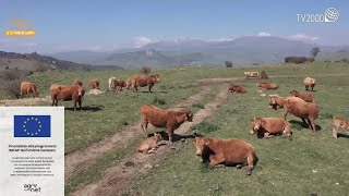 Agrinet  L’allevamento sostenibile della carne bovina tra i pascoli incontaminati delle Madonie [upl. by Adam688]