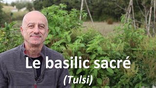 Basilic sacré tulsi [upl. by Inaej]