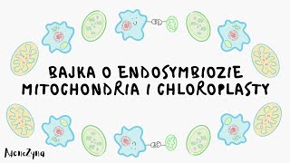 Teoria endosymbiozy Mitochondria i chloroplasty [upl. by Bello309]