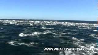 Orcas hunting Common dolphins Gansbaai South Africa  Dyer Island Cruises whale watching [upl. by Sihtam]