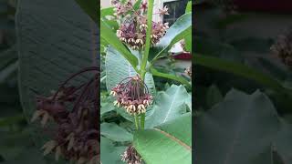 Plant Spotlight  Common Milkweed Asclepias syriaca [upl. by Barbabra762]