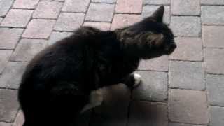 Cat coughing Is this Feline asthma or a hairball [upl. by Ynehpets]