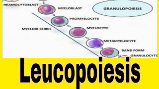 Leukopoiesis WBCs Formation [upl. by Nhar]