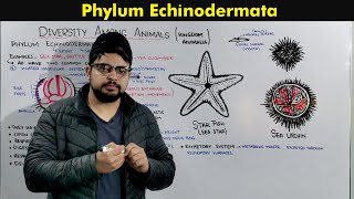 Phylum Echinodermata Characteristics and Overview [upl. by Ellinet]