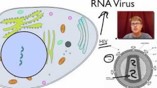 Viral Replication [upl. by Janyte292]