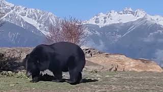 big asiatic black bear in southern Tibet xizang [upl. by Aggarwal]