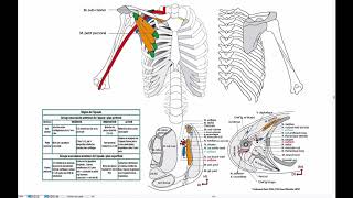 Muscles de lépaule Groupe antérieur 1 [upl. by Roanna929]