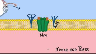 A basic explanation on how anticholinesterases reverse neuromuscular blockade [upl. by Simmons]