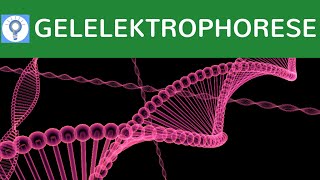 Gelelektrophorese am Beispiel der DNA einfach erklärt  Aufbau Ablauf amp Praxisbeispiele  Analyse 1 [upl. by Broddie]