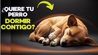 ¿Por qué tu perro duerme contigo [upl. by Casanova]