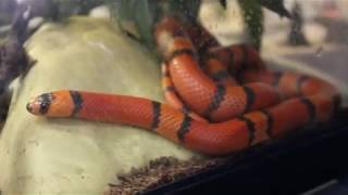 Falsa coral de Honduras Lampropeltis triangulum hondurensis [upl. by Nehgaem987]