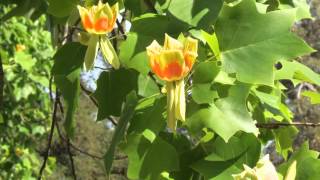 Liriodendron Tulipifera  A flor de maio  The flower of May [upl. by Yona416]