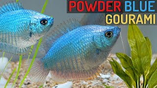 The Power of Powder Blue A Guide to Raising and Caring for Gourami Fish Trichogaster lalius [upl. by Ileyan]