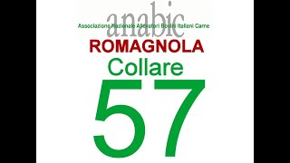 Romagnola Collare 57 IT040990119028 [upl. by Navy]