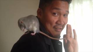 How to change someones mind about rats in under 60 seconds [upl. by Pete]