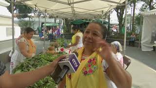 Medicina tradicional totonaca en Encuentro del Orgullo Veracruzano [upl. by Letisha]