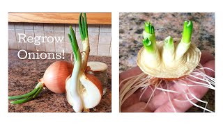 How to Regrow Onions from Scraps March 2017 [upl. by Melisse200]