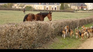 Vie des chevaux de chasses à courre  les veneurs vous montrent la réalité [upl. by Lednek]