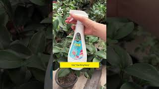 Treating leaf diseases is no longer a big problem garden namrose gardening [upl. by Inoliel]