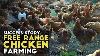 Free Range Chicken Farming Success Story  Pamora Free Range Chicken  Agribusiness Philippines [upl. by Shargel]