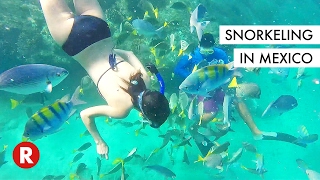 Ive Never Seen So Many Fishes In My Life  Snorkeling in Cabo Mexico [upl. by Nairde]