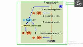 Etapes régulation et bilan de la glycolyse [upl. by Molloy]