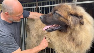 This GIANT Leonberger Gets Groomed [upl. by Yrrok]