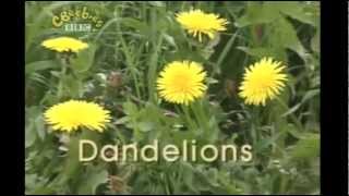 Come Outside  DANDELIONS [upl. by Laetitia]