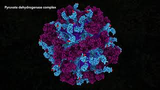 Pyruvate Dehydrogenase Complex 2021 Drew Berry wehitv [upl. by Ikilisav]