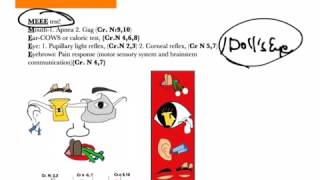 USMLE Shortcuts Brainstem stem death evaluation1 [upl. by Aicilegna]