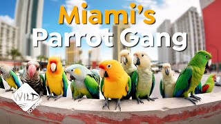 From the Wild to Miami The Parrot Invasion Story  Wild to Know [upl. by Eiramyelhsa403]