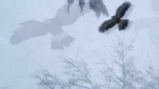 An Eagle an Owl and a Hawk CoStar in This Adventure Film Scene [upl. by Ritz]